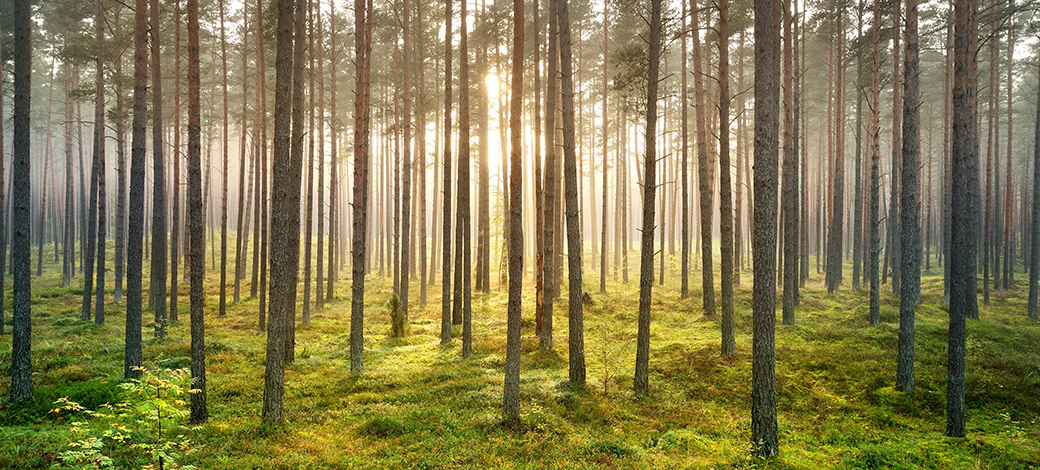 The forest stewardship council approves the certification of 